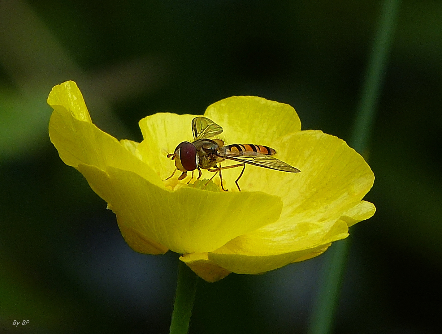 Schwebfliege auf Pfeilkraut