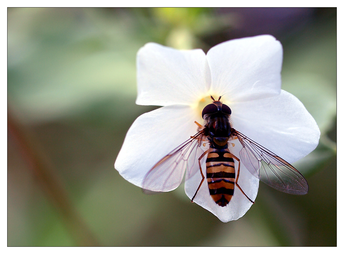 Schwebfliege auf Phlox