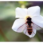 Schwebfliege auf Phlox