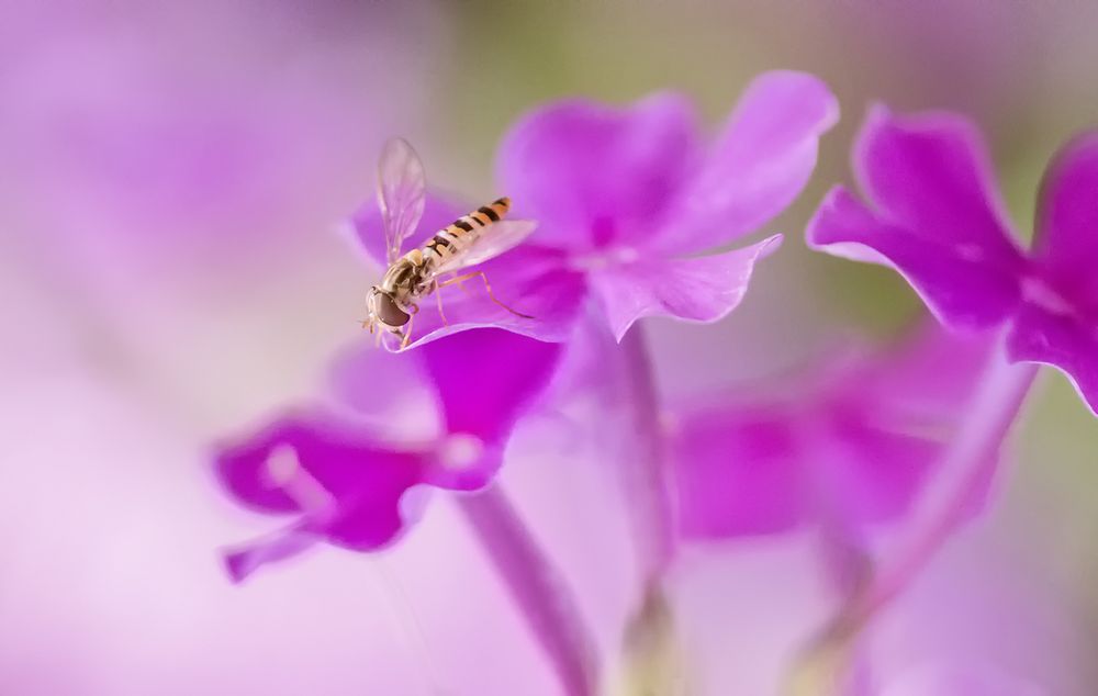 schwebfliege auf phlox