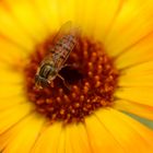 Schwebfliege auf Ringelblume