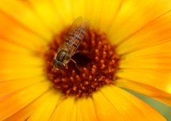 Schwebfliege auf Ringelblume