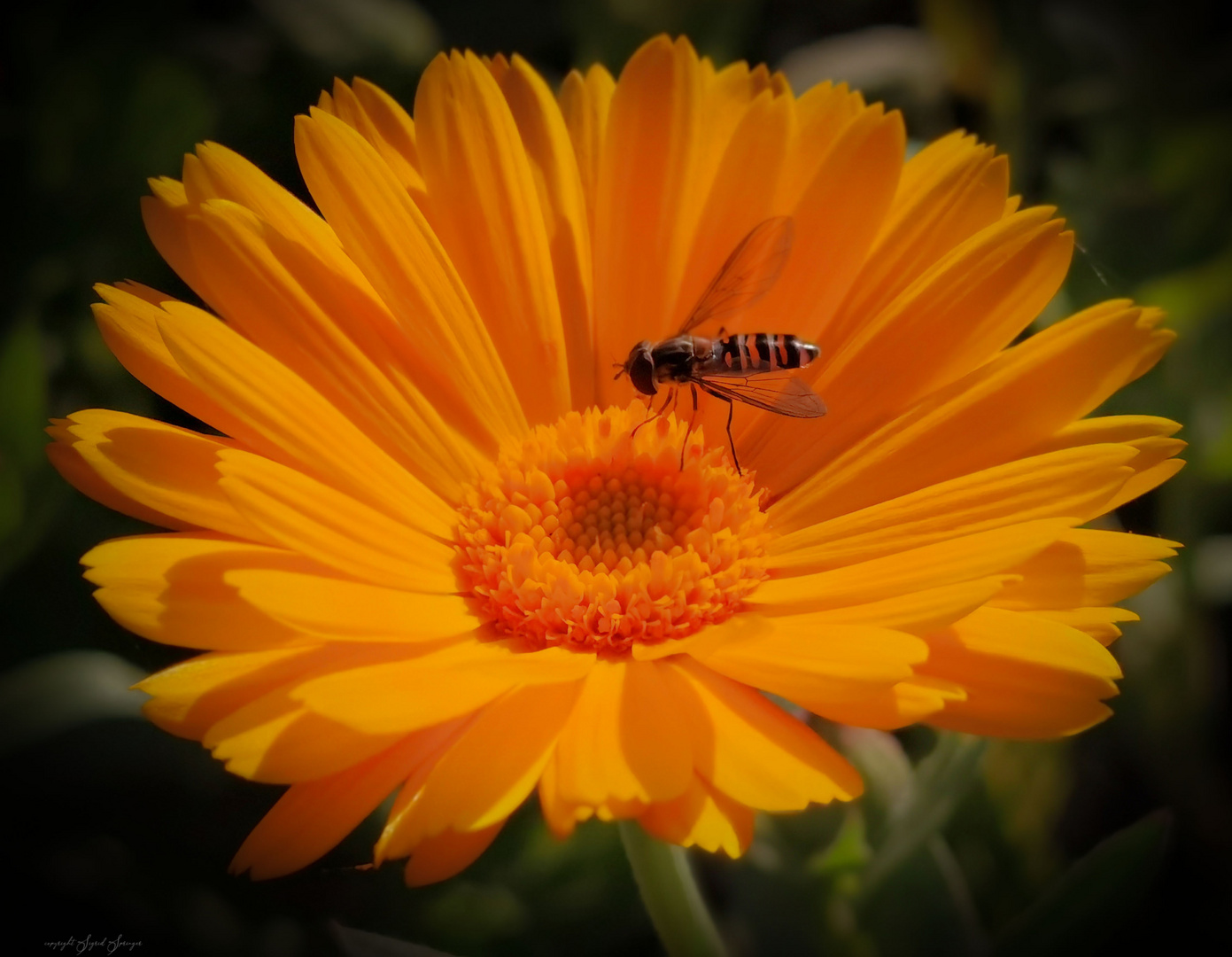 Schwebfliege auf Ringelblume