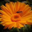 Schwebfliege auf Ringelblume