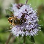 Schwebfliege auf rosa Blüte (I)