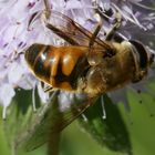 Schwebfliege auf rosa Blüte (II)