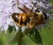 Fliegen, Mücken