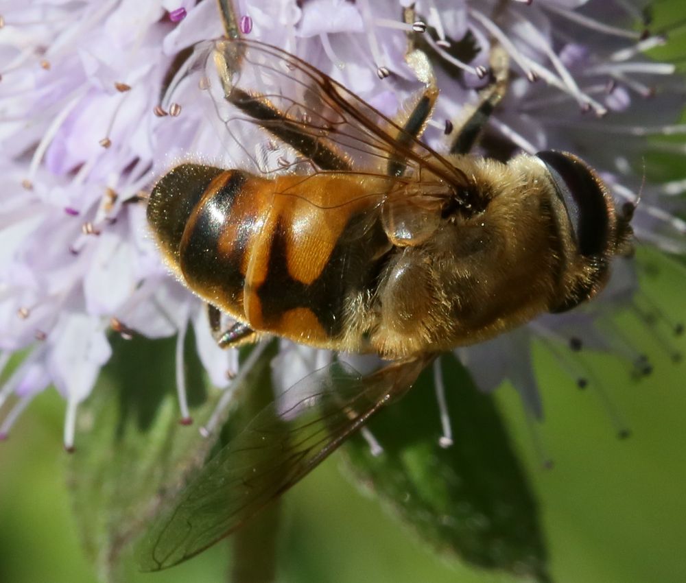 Schwebfliege auf rosa Blüte (II)