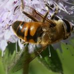 Schwebfliege auf rosa Blüte (II)