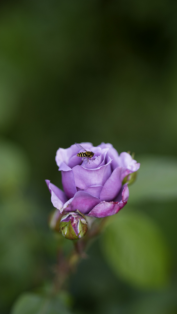 Schwebfliege auf Rose