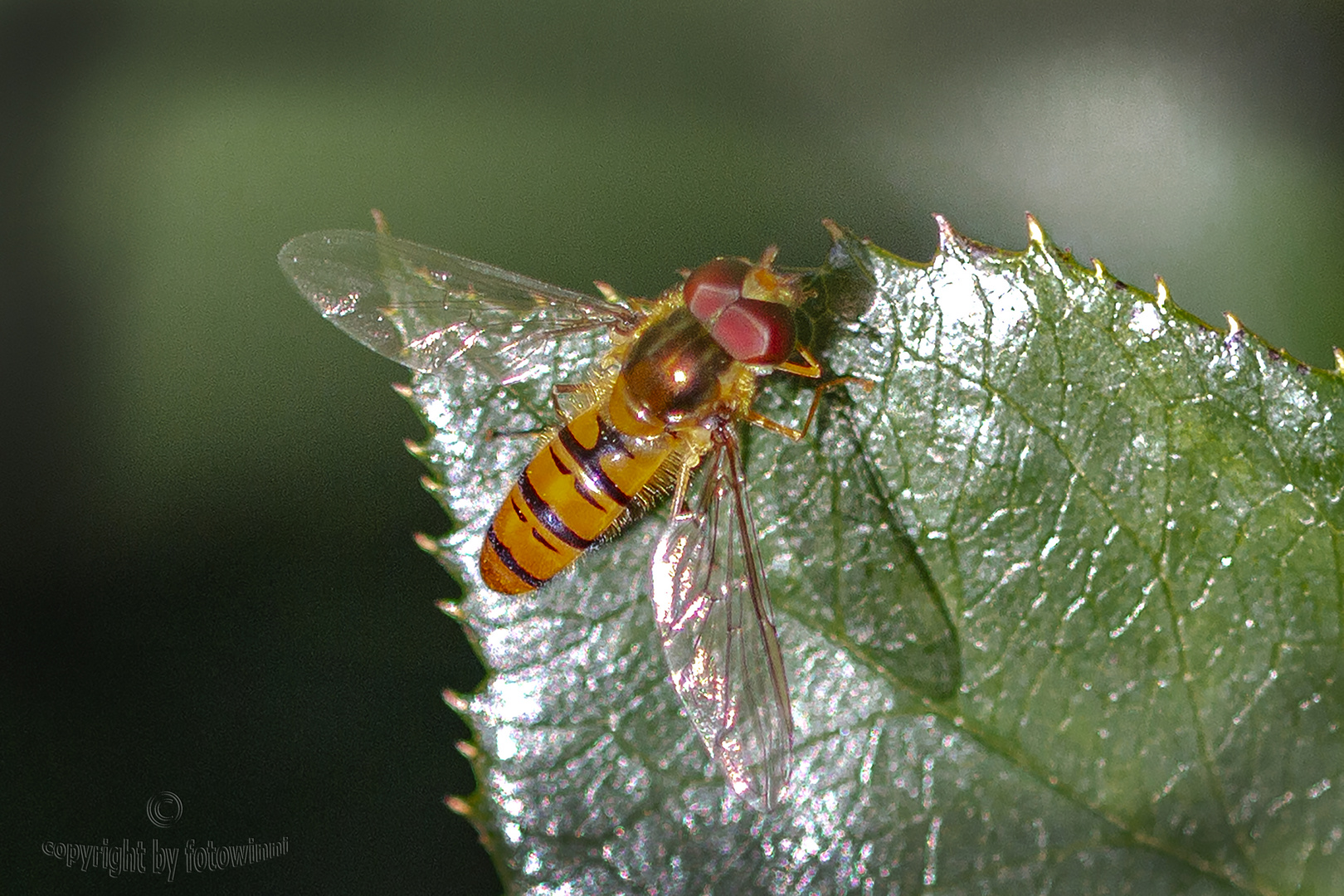 Schwebfliege (auf Rosenblatt)