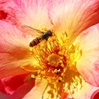 Schwebfliege auf Rosenblüte