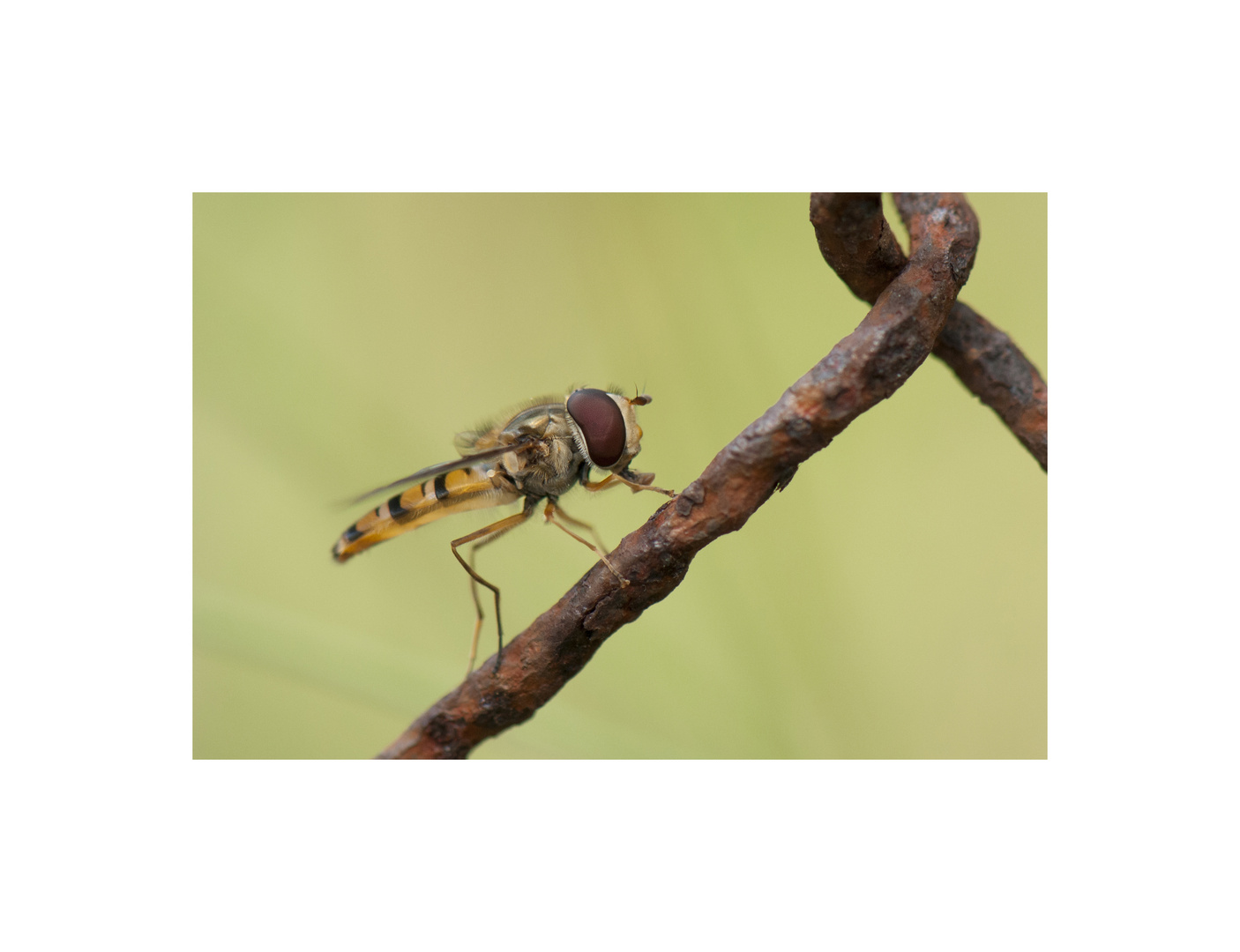 Schwebfliege auf Rost