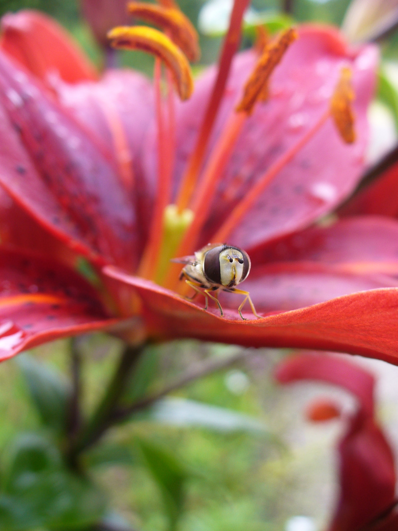 Schwebfliege auf roter Lilie