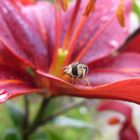 Schwebfliege auf roter Lilie