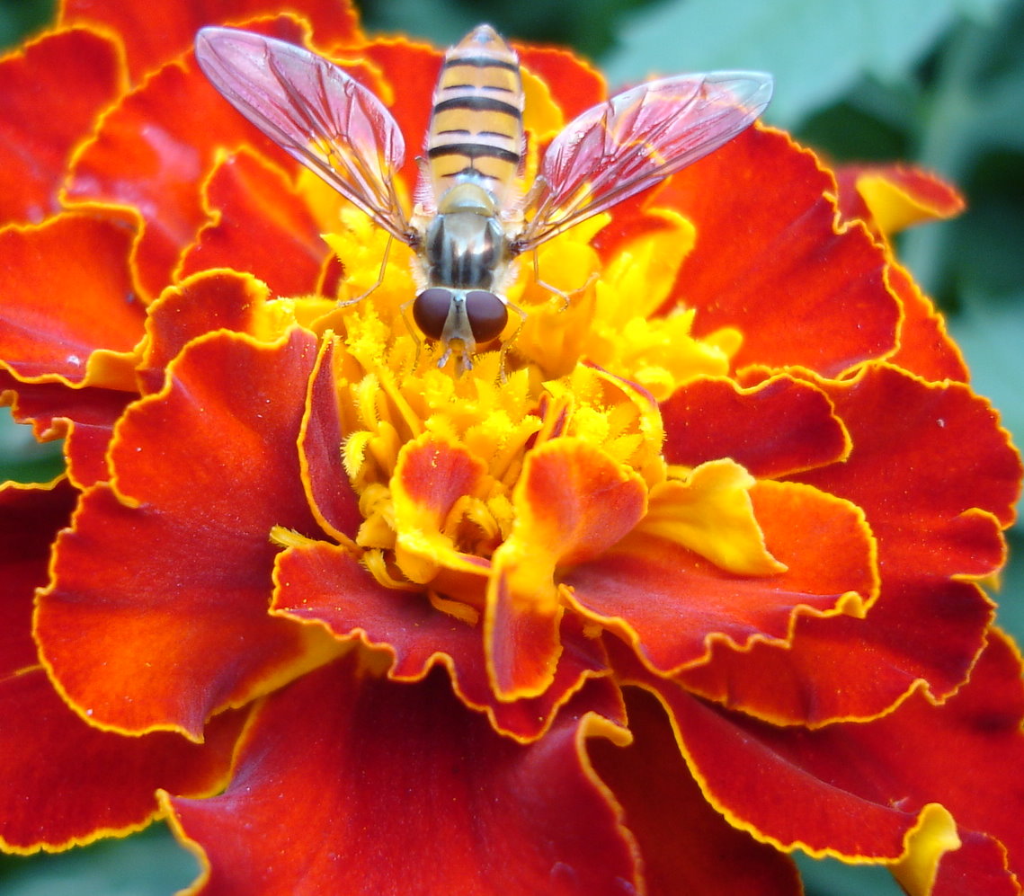 Schwebfliege auf roter Tagetes