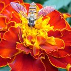 Schwebfliege auf roter Tagetes