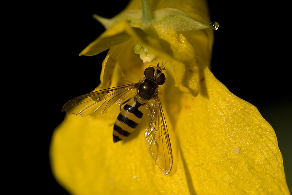 Schwebfliege auf Rührmichnichtan