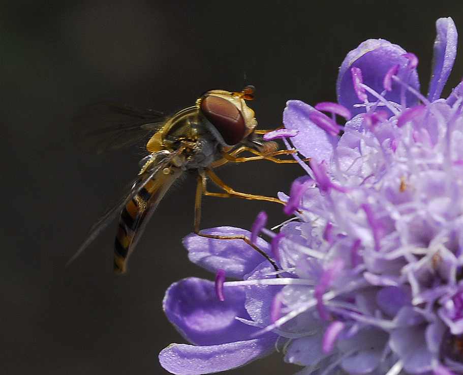 Schwebfliege auf Scabiose