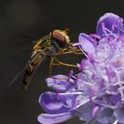 Schwebfliege auf Scabiose