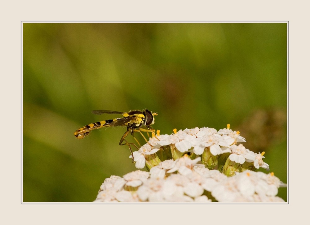 Schwebfliege auf Schafgarbe