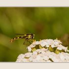 Schwebfliege auf Schafgarbe