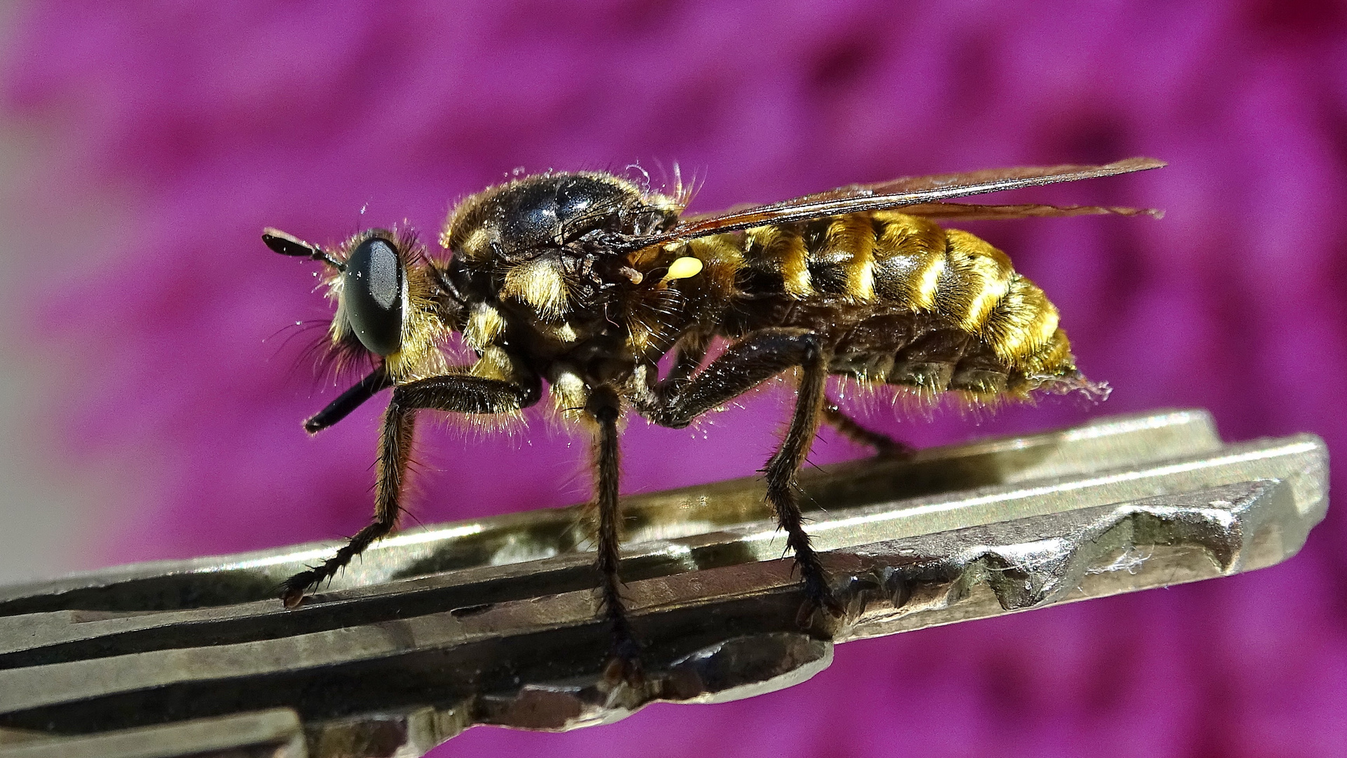 Schwebfliege auf Schlüssel