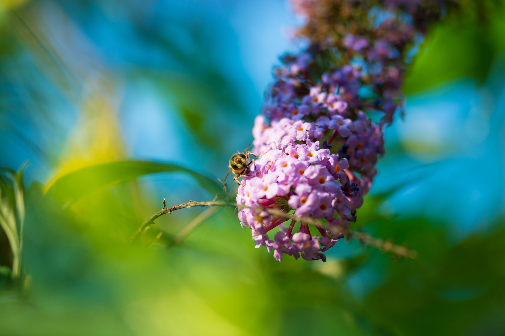 Schwebfliege auf Schmetterlingsflieder