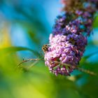 Schwebfliege auf Schmetterlingsflieder