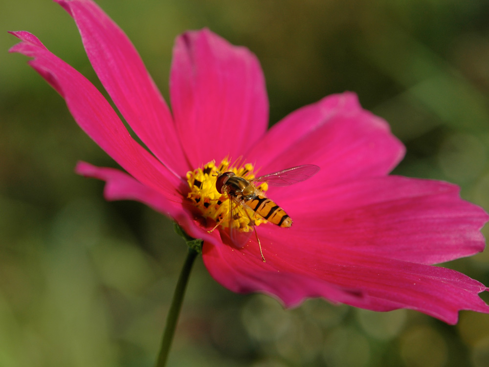 Schwebfliege auf Schmuckkörbchen