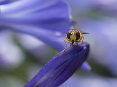 Schwebfliege auf Schmucklilie