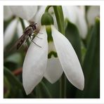 Schwebfliege auf Schneeglöckchen; etwas überarbeitet.