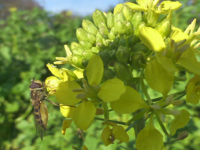 Schwebfliege auf Senfpflanze