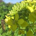 Schwebfliege auf Senfpflanze