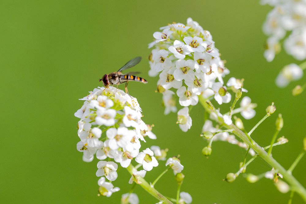 Schwebfliege auf Silberkraut