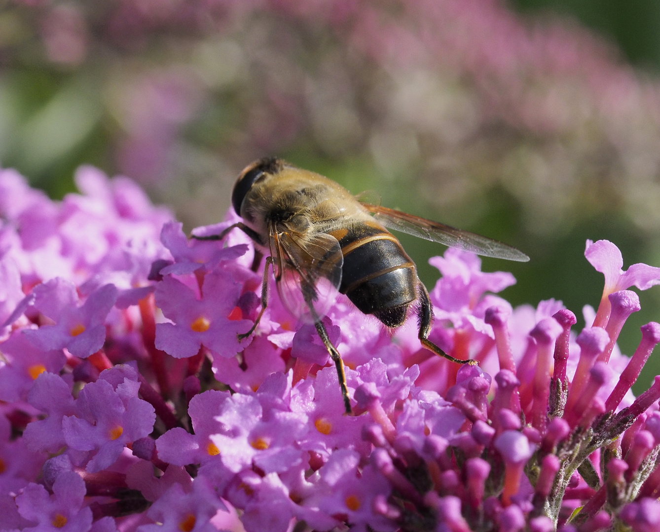 Schwebfliege auf Sommerflieder