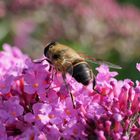 Schwebfliege auf Sommerflieder