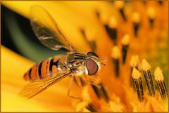 Schwebfliege auf Sonnenblume