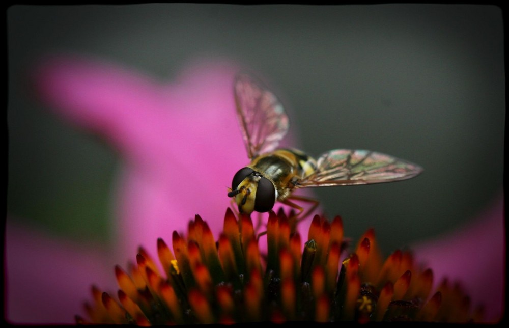 Schwebfliege auf Sonnenhut :O)