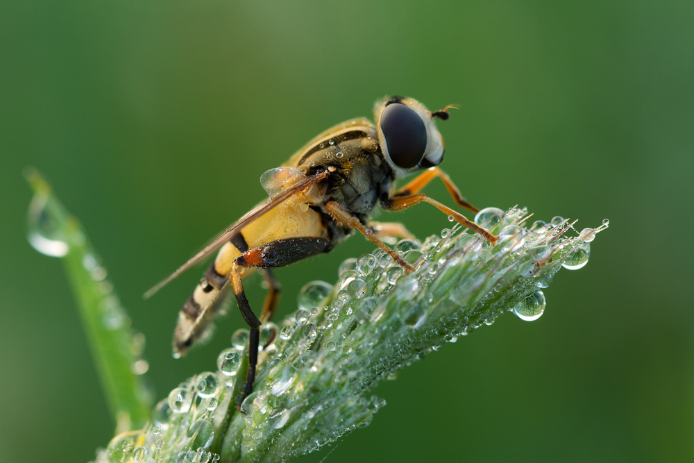 Schwebfliege auf Startrampe ...