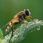 Schwebfliege auf Startrampe ...