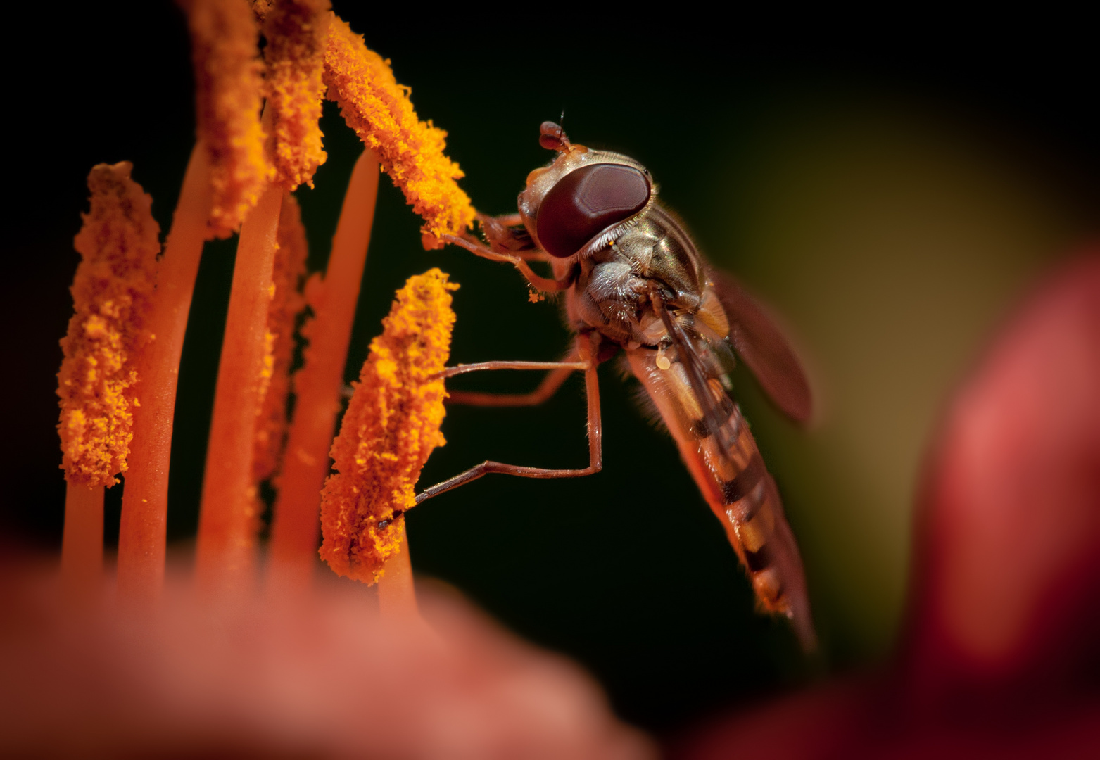 schwebfliege auf taglilie