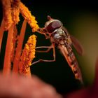 schwebfliege auf taglilie