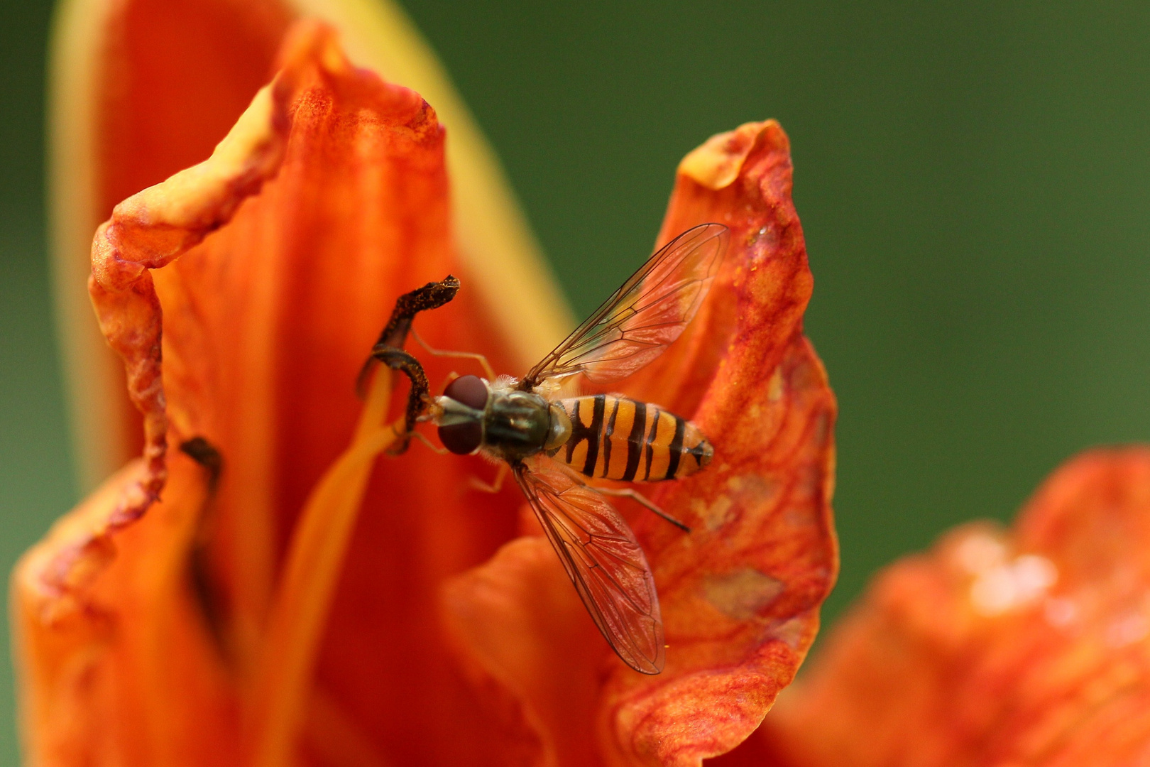 Schwebfliege auf Tarnfarbe