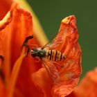 Schwebfliege auf Tarnfarbe