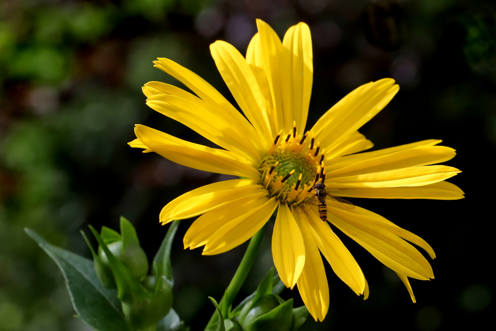 Schwebfliege auf Topinamburblüte