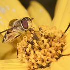 Schwebfliege auf Topinamburblüte