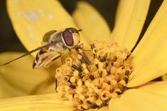 Schwebfliege auf Topinamburblüte