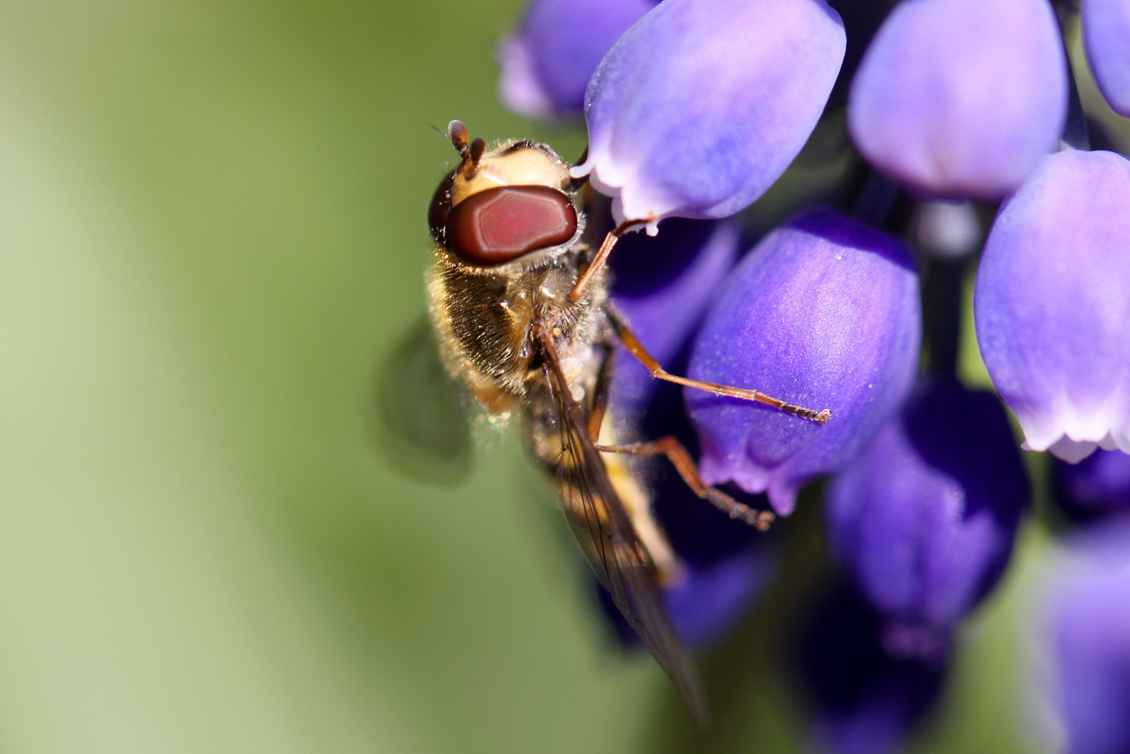 Schwebfliege auf Traubenhyazinthe 