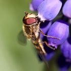 Schwebfliege auf Traubenhyazinthe 